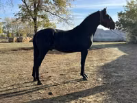 Kůň, Nonius horse — foto 1