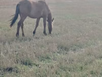 母马, Mugalzhar horse — 照片 2