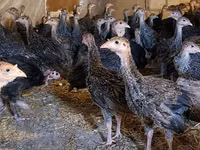 Guinea fowl — zdjęcie 1