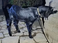 Baran, South meat sheep — zdjęcie 2