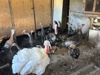 Turkeys — zdjęcie 2