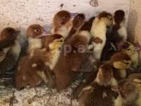 Ducks — Foto 3
