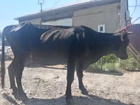 Vaca, Ganado vacuno — foto 1