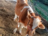 雌牛, Simmental cattle — 写真 3