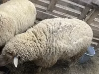 Beran, Merino sheep — foto 1