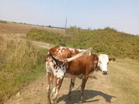 Krowa, Simmental cattle — zdjęcie 2