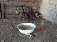 Ducks — الصورة 4