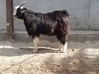 母山羊, Goats — 照片 7