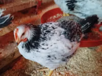 Chickens — الصورة 2