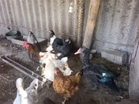Chickens — 照片 1