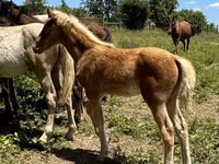 Cavalo, Rocky Mountain Horse — foto 6