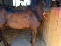 At, Friesian — foto 3