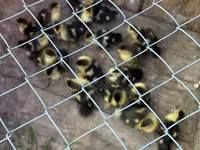 Ducks — zdjęcie 2