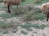 公羊, Sheep — 照片 3