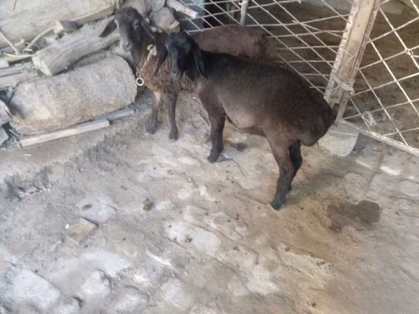 Boucs, Chèvres