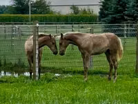 Kısrak, Black Sea breed — foto 4