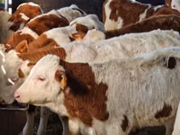 Sığır (parti, cinsiyet belirtilmedi), Aberdin Angus — foto 5