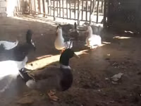 Ducks — 1-rasm