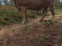 Krowa, Swiss cattle — zdjęcie 3