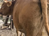 Vaca, Bovinos — foto 4