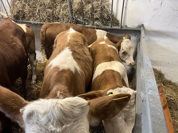 Byk, Simmental cattle
