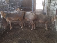 Sheep, Sheep — photo 1