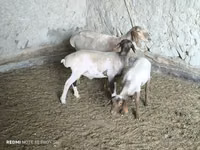 ცხვარი, ცხვრები — ფოტო 1