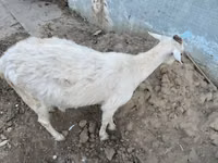 Dişi keçi, Saanen goat — foto 2