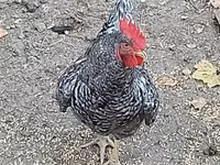 Chickens — foto 3