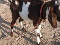 Dişi keçi, Beetal goats — foto 5