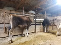 Bull, Swiss cattle — photo 6