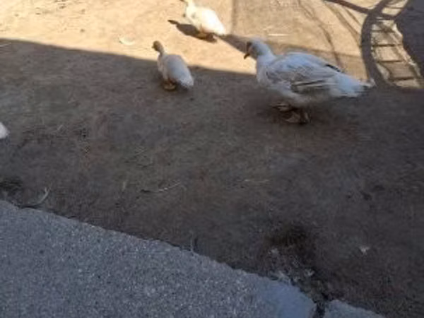 Ducks