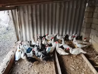 Ducks — Foto 3