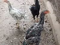 Chickens — photo 2