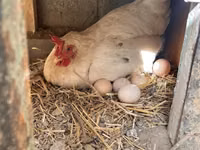 Leghorn — 4-rasm