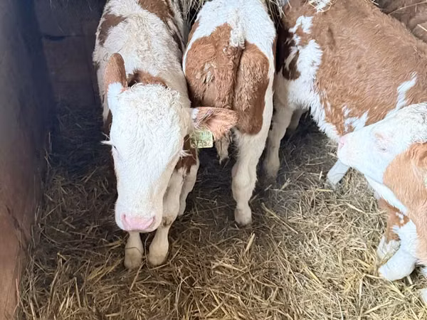 雄牛, Simmental cattle