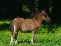 Otlar (partiya, jinsi ko‘rsatilmagan), Shetland Pony — 4-rasm
