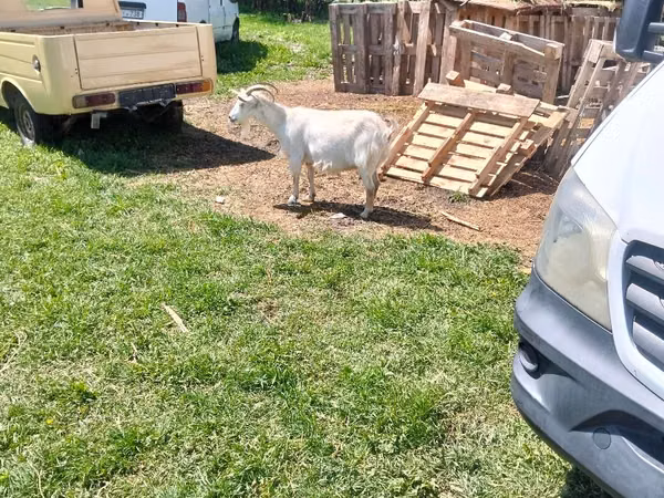 Echki, Echkilar