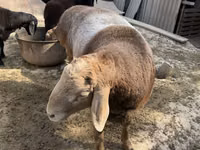 Qoç, Arashan sheep — foto 1