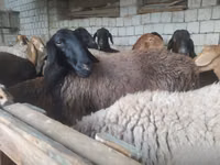 Qoʻchqor, Blackheaded Persian sheep — 8-rasm