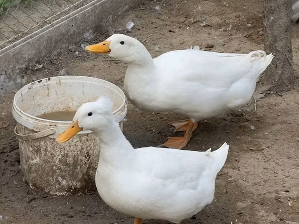 Nemis Pekin
