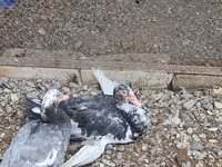 Chickens — ფოტო 5