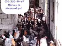 Chickens — zdjęcie 1