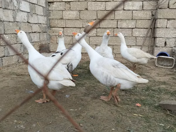 Geese — Ozarbayjon