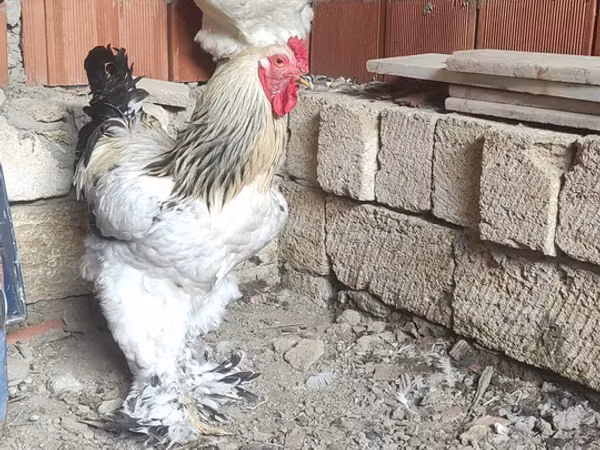 Brahma