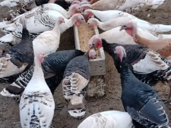 Turkeys