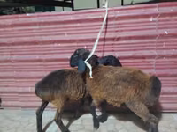 绵羊（批次，未指定性别）, Sheep — 照片 3