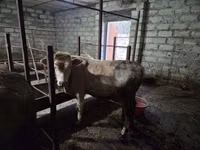 Boğa, Kırmızı benekli ırk — foto 4