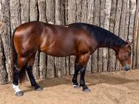 雄馬, Quarter Horse — 写真 2