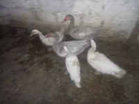 Ducks — 写真 5